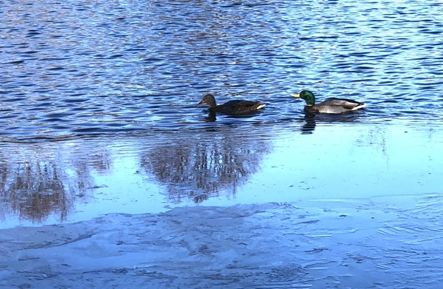 IMG_0595.jpg?type=w966