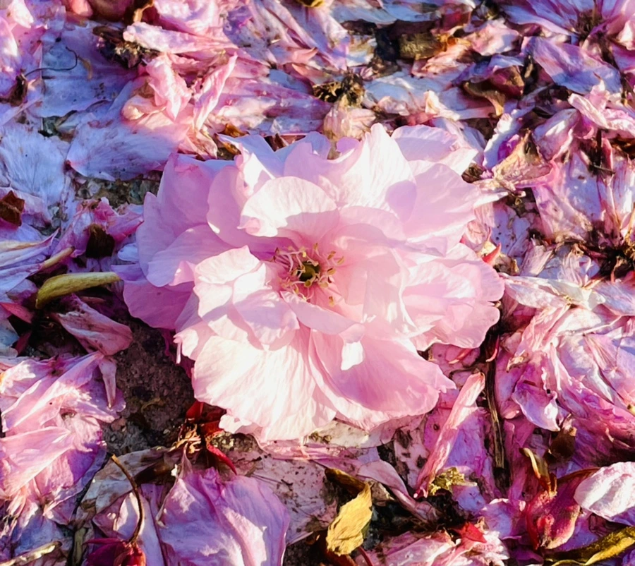 IMG_5918.jpg?type=w966