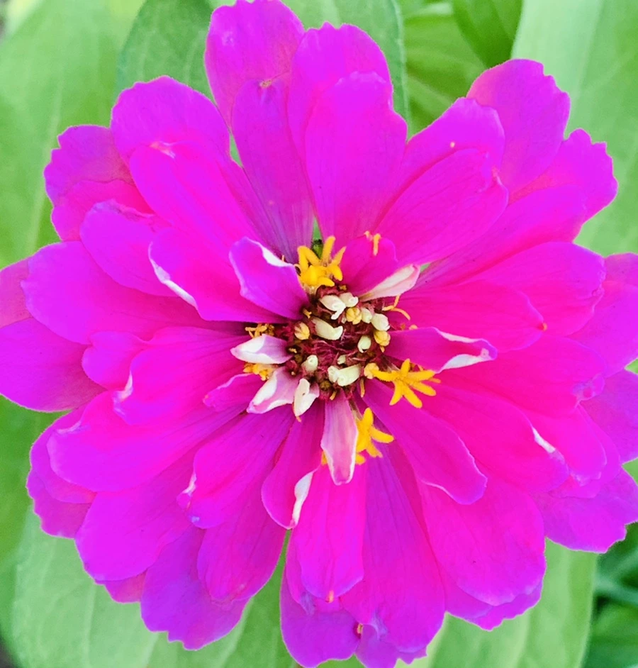 IMG_8277.jpg?type=w966