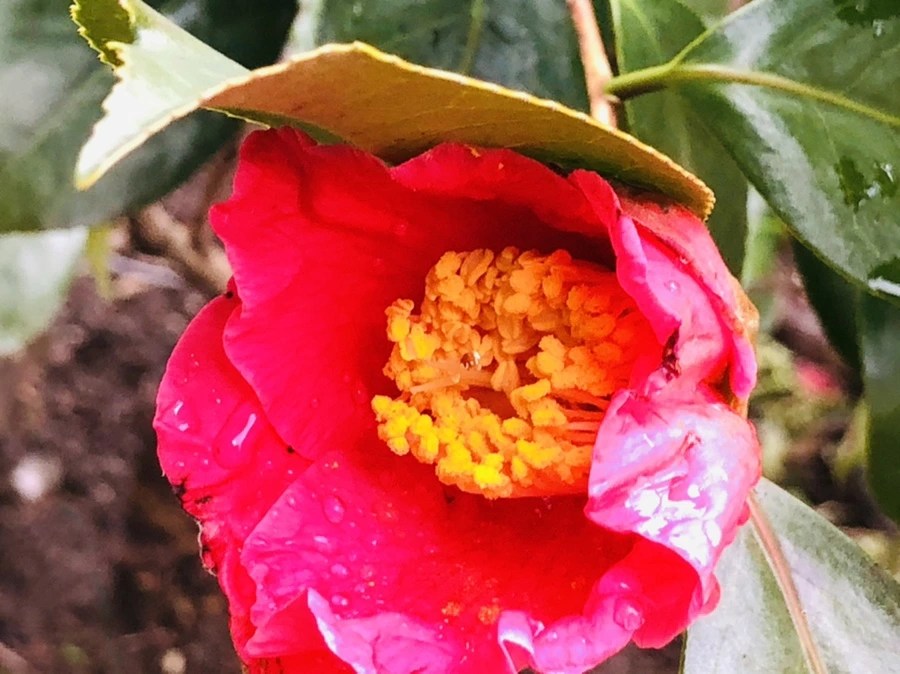 IMG_8598.jpg?type=w966