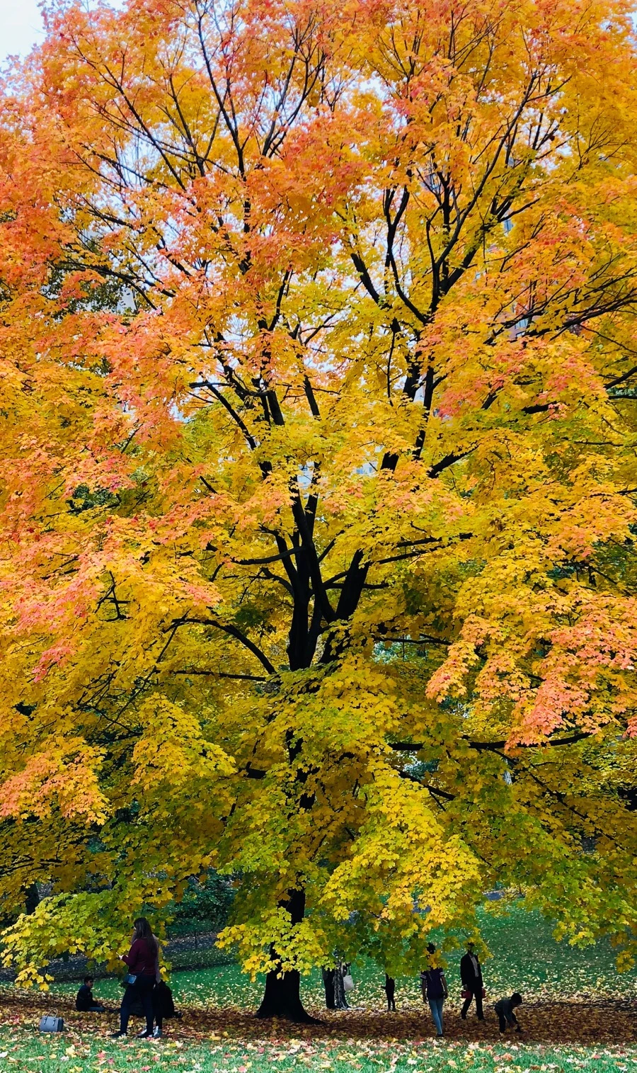 IMG_7278.jpg?type=w966