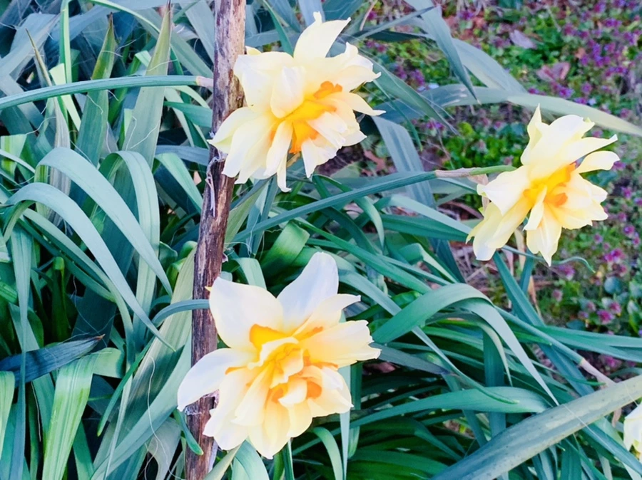 IMG_7436.jpg?type=w966