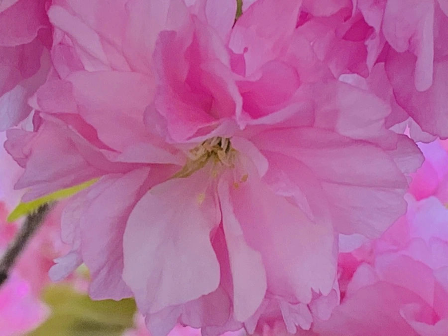 IMG_7376.jpg?type=w966