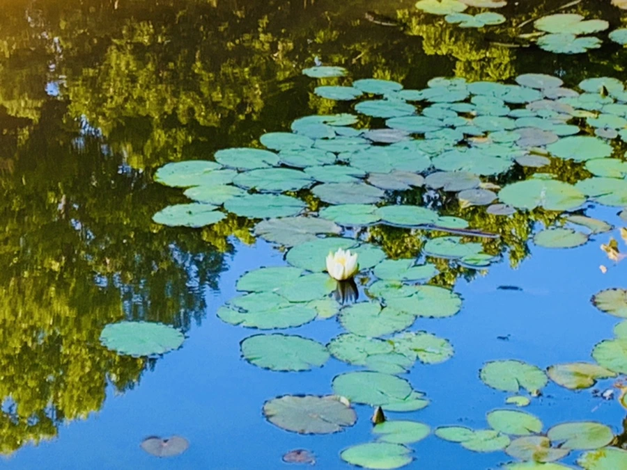 IMG_4262.jpg?type=w966