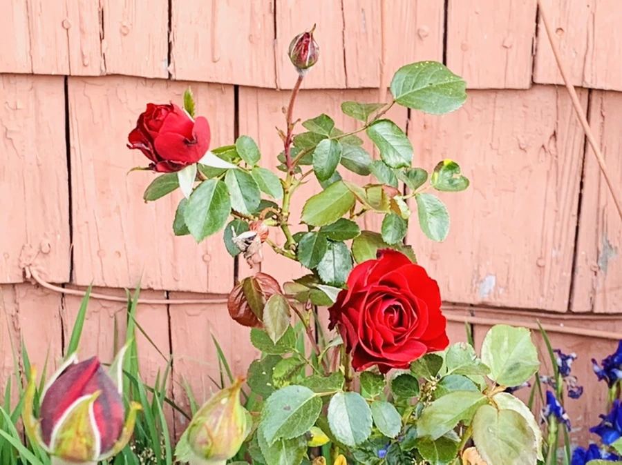 IMG_3399.jpg?type=w966