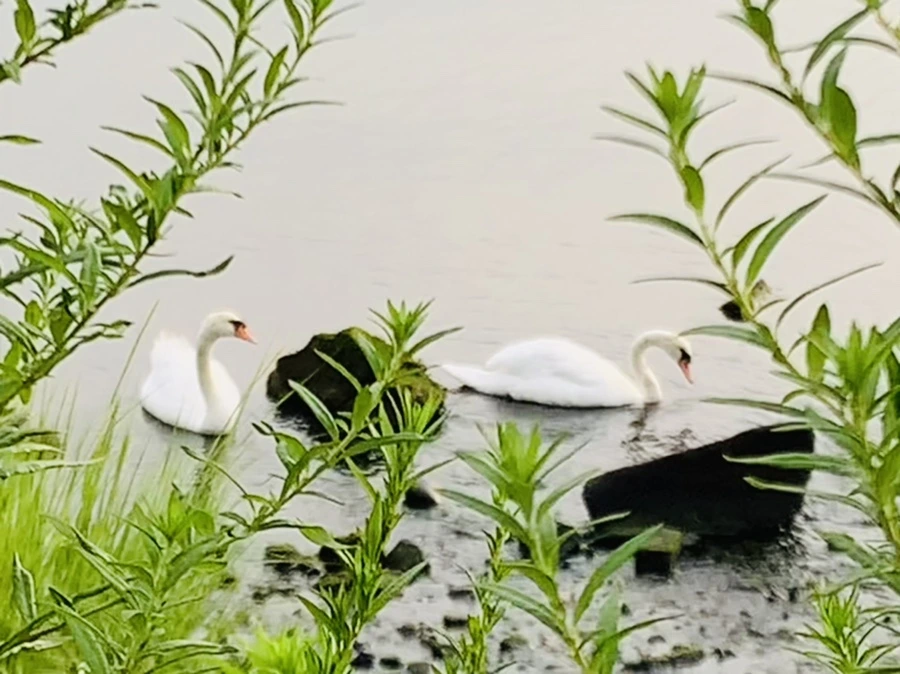 IMG_6546.jpg?type=w966