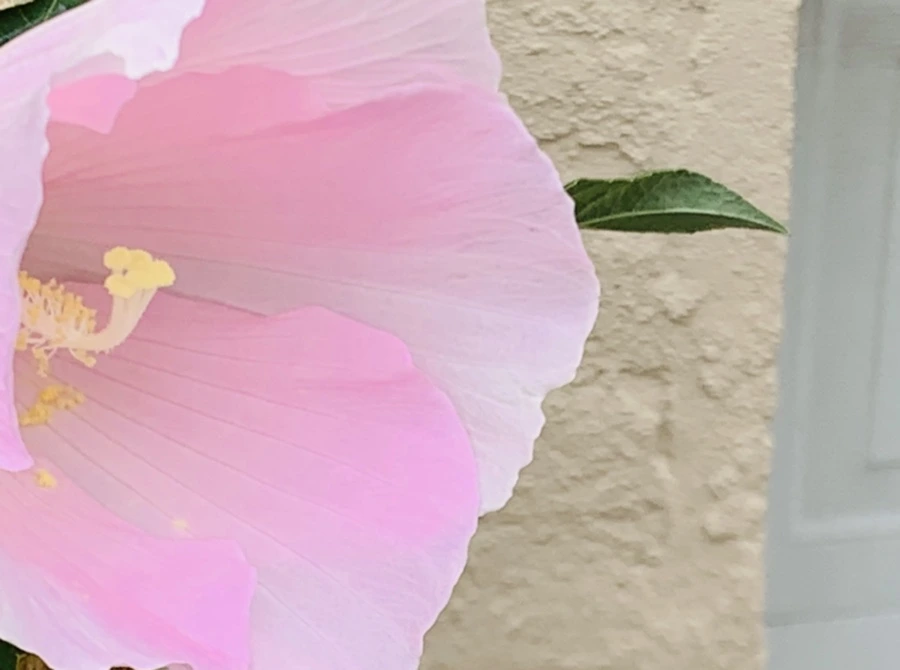 IMG_6041.jpg?type=w966