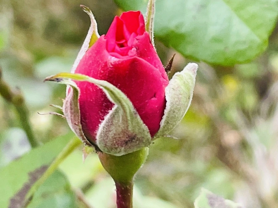 IMG_6201.jpg?type=w966