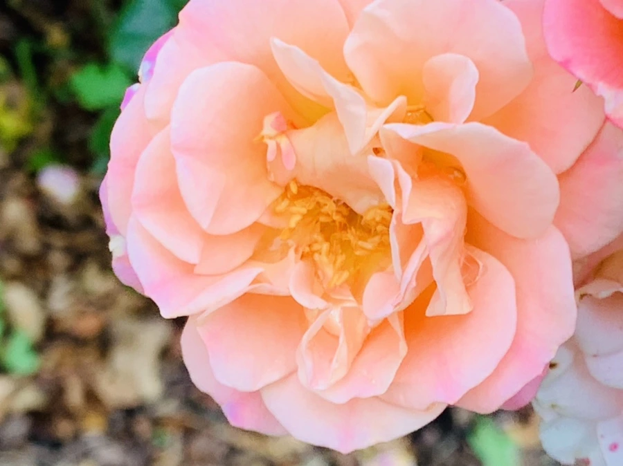 IMG_6913.jpg?type=w966