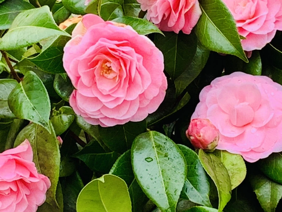 IMG_1445.jpg?type=w966