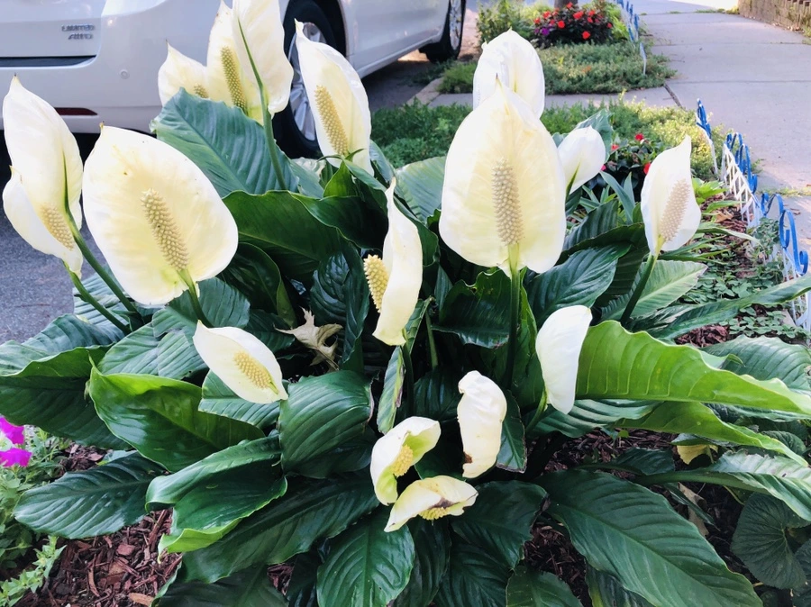 IMG_4629.jpg?type=w966