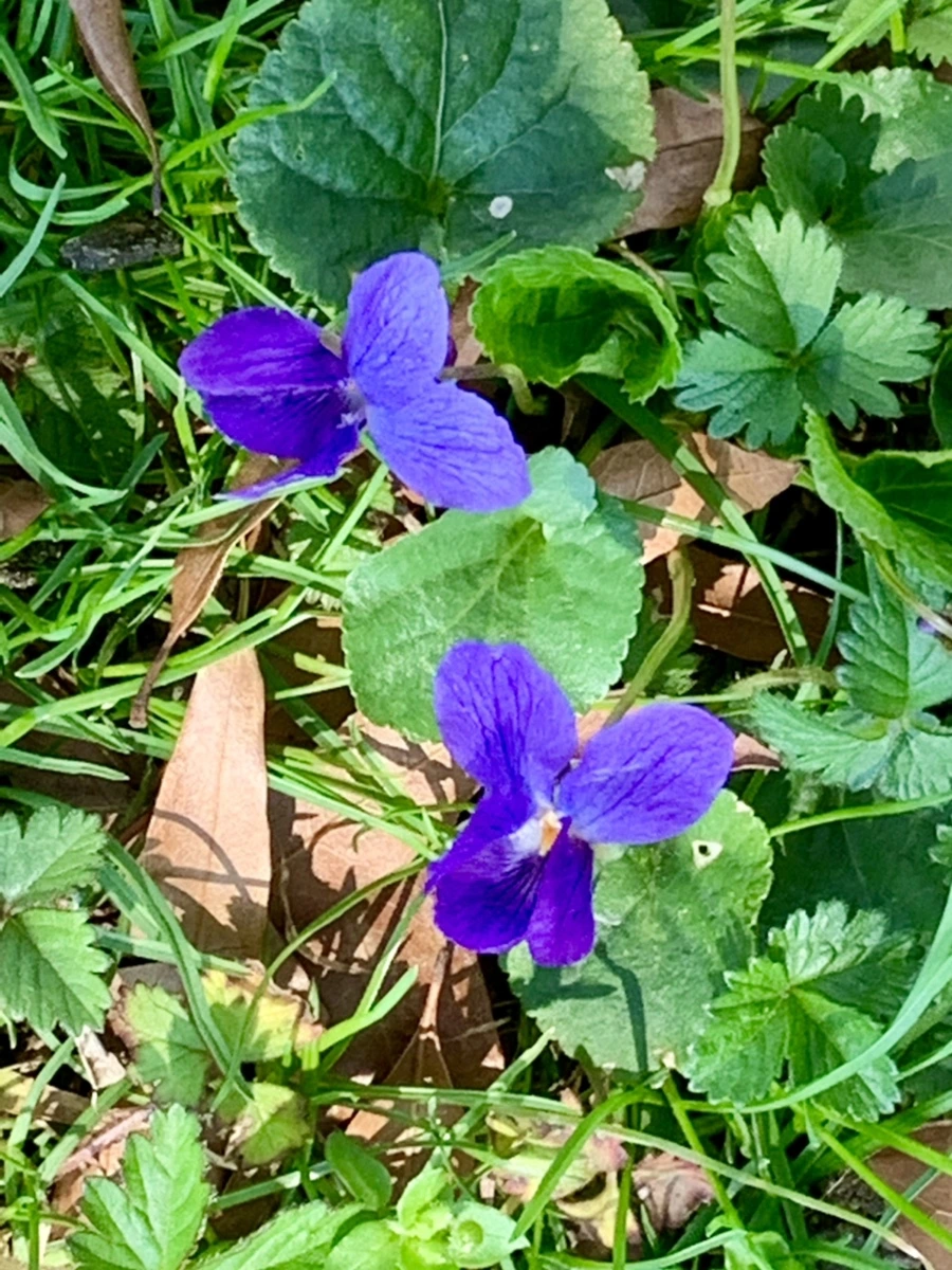 IMG_5825.jpg?type=w966