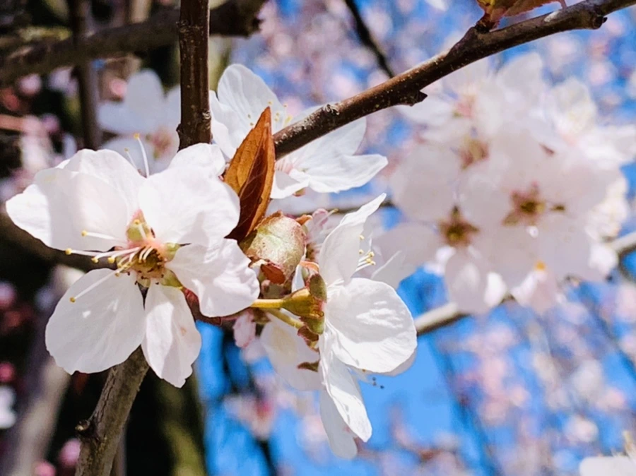 IMG_7937.jpg?type=w966