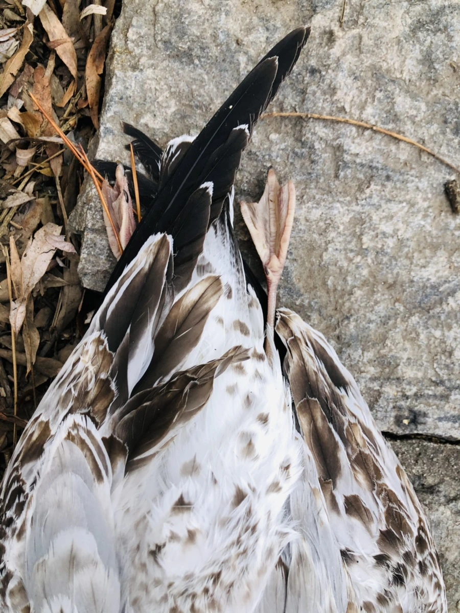 IMG_1931.jpg?type=w966