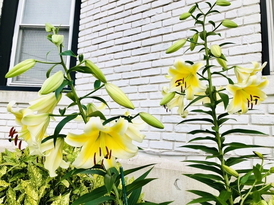 FozQhYvCjCPlfNCNoRpBlCb7jKQ