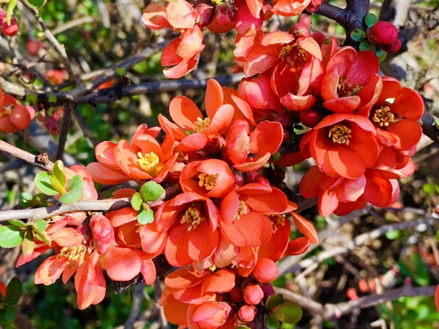 IMG_8523.jpg?type=w966