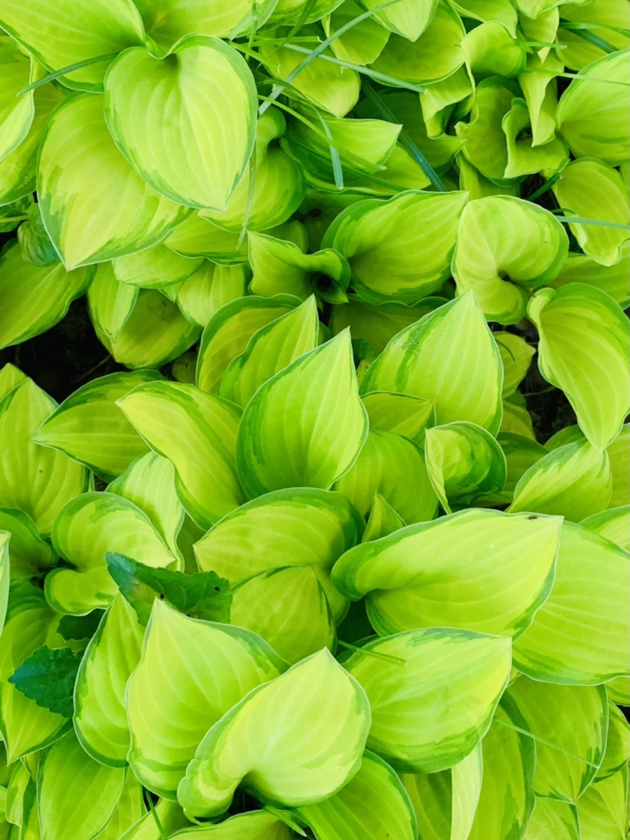 IMG_8556.jpg?type=w966