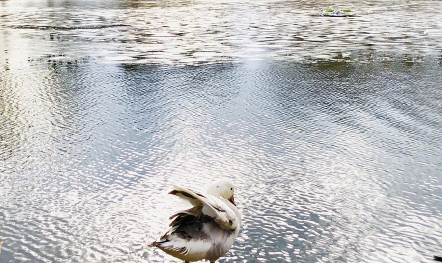 IMG_5074.jpg?type=w966