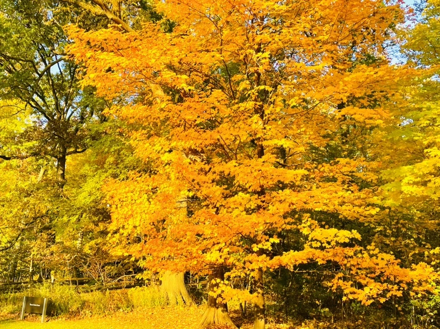 IMG_1831.jpg?type=w966