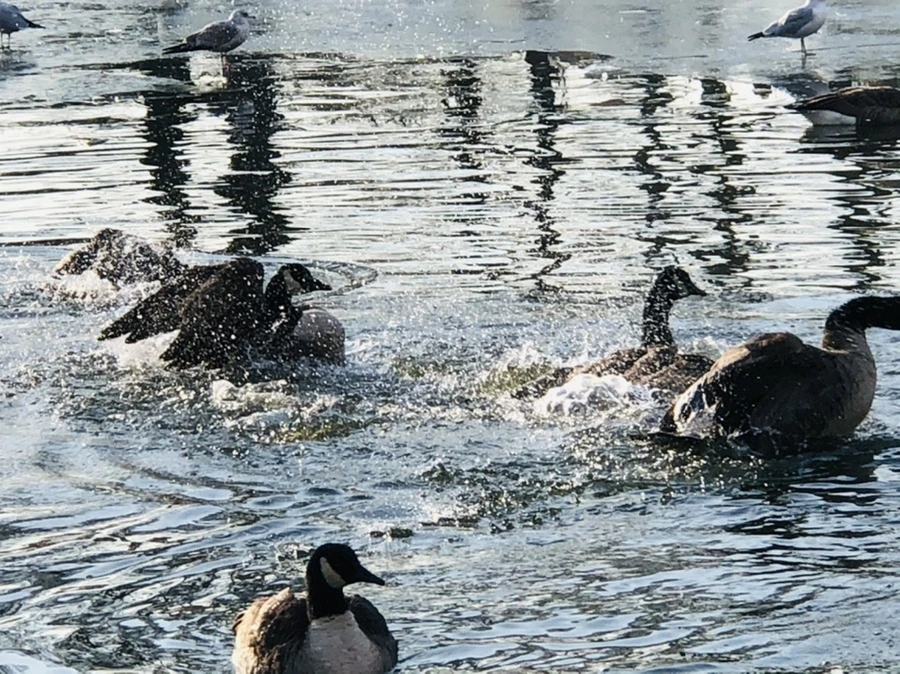 IMG_2809.jpg?type=w966