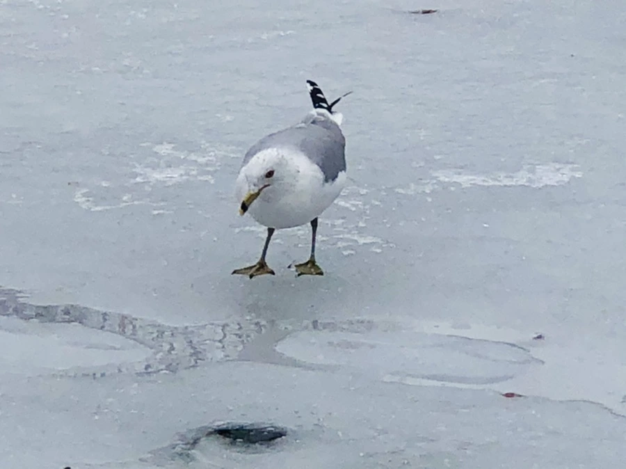 IMG_6314.jpg?type=w966