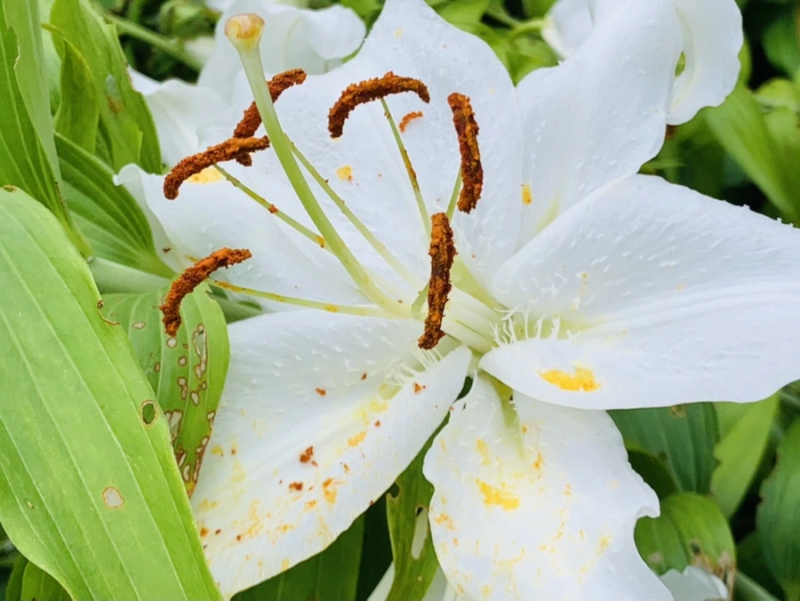 IMG_8689.jpg?type=w966