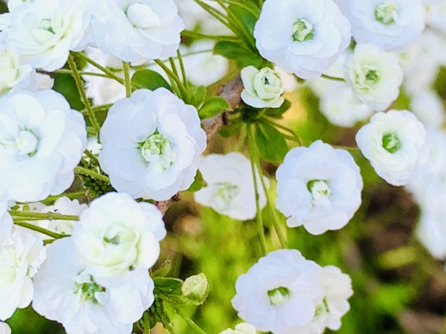 IMG_3296.jpg?type=w966