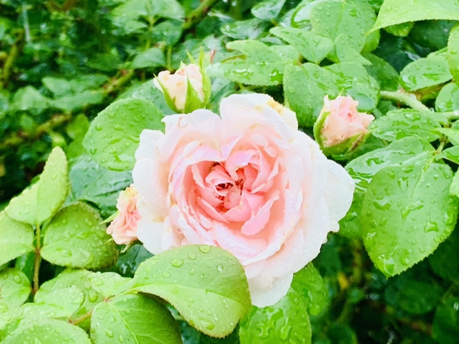 IMG_8792.jpg?type=w966