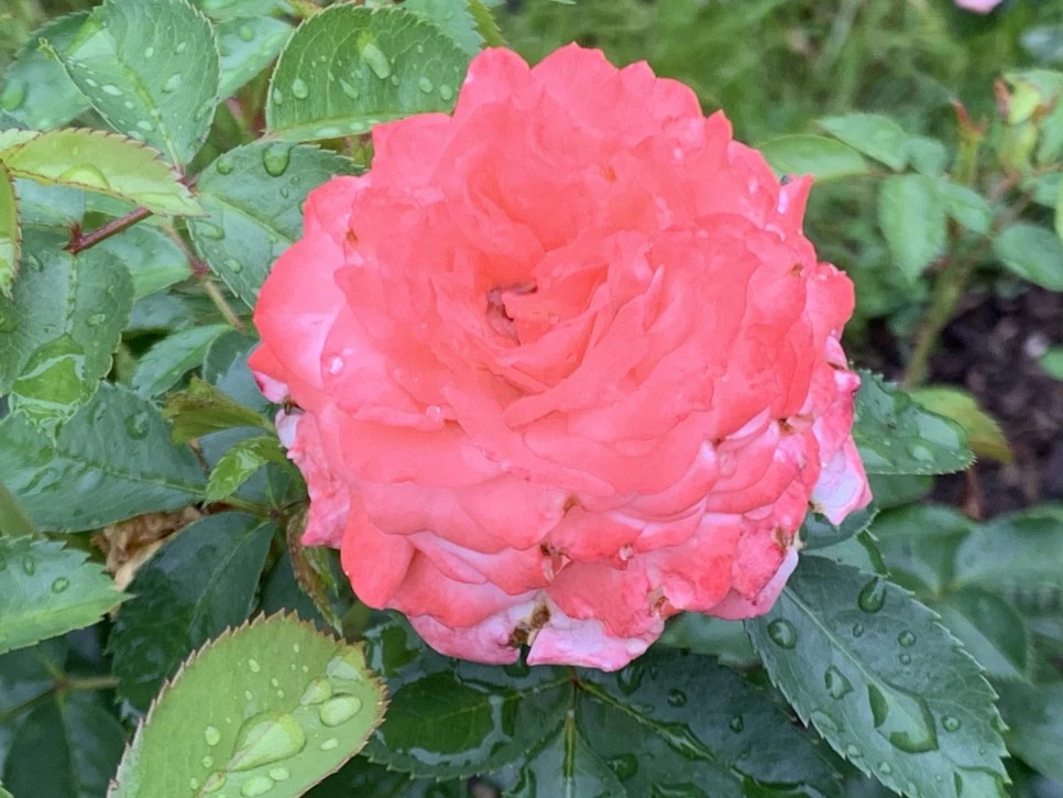 IMG_0936.jpg?type=w966