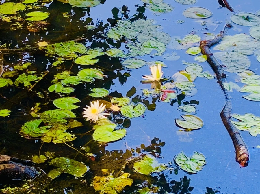 IMG_1225.jpg?type=w966