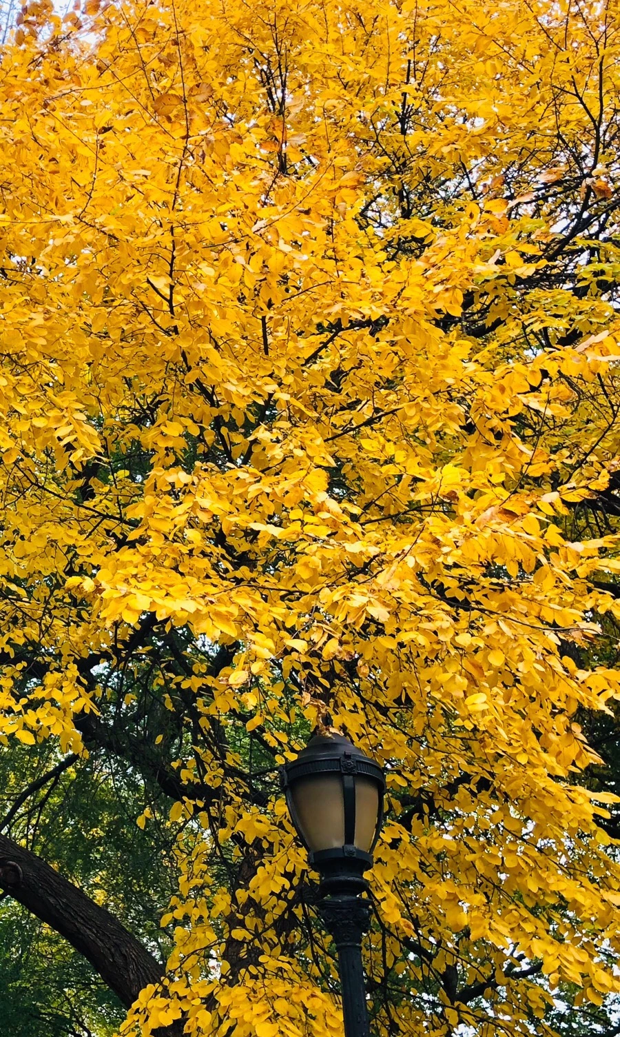 IMG_7241.jpg?type=w966