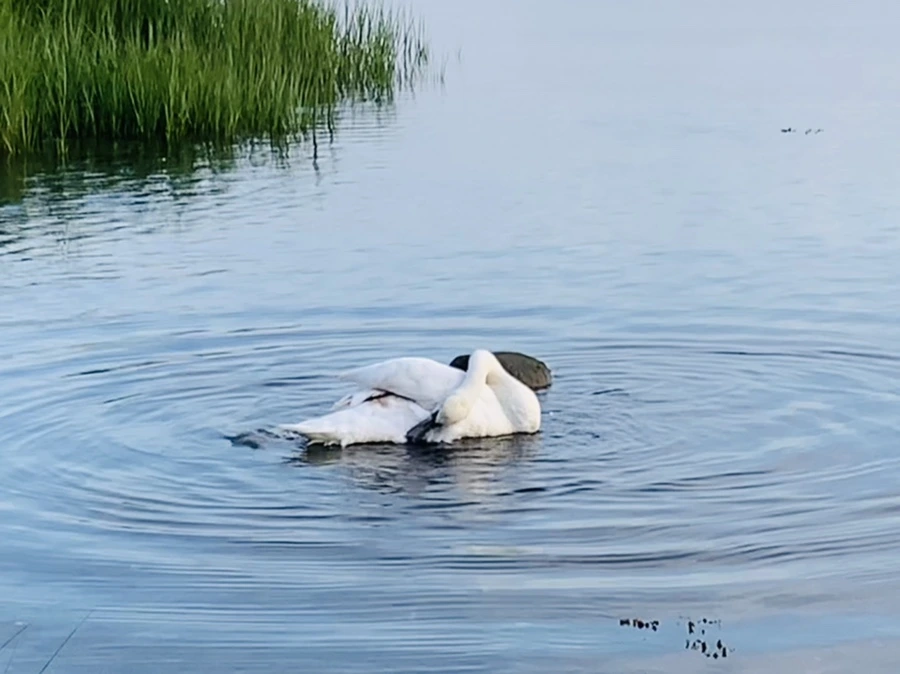 IMG_1402.jpg?type=w966