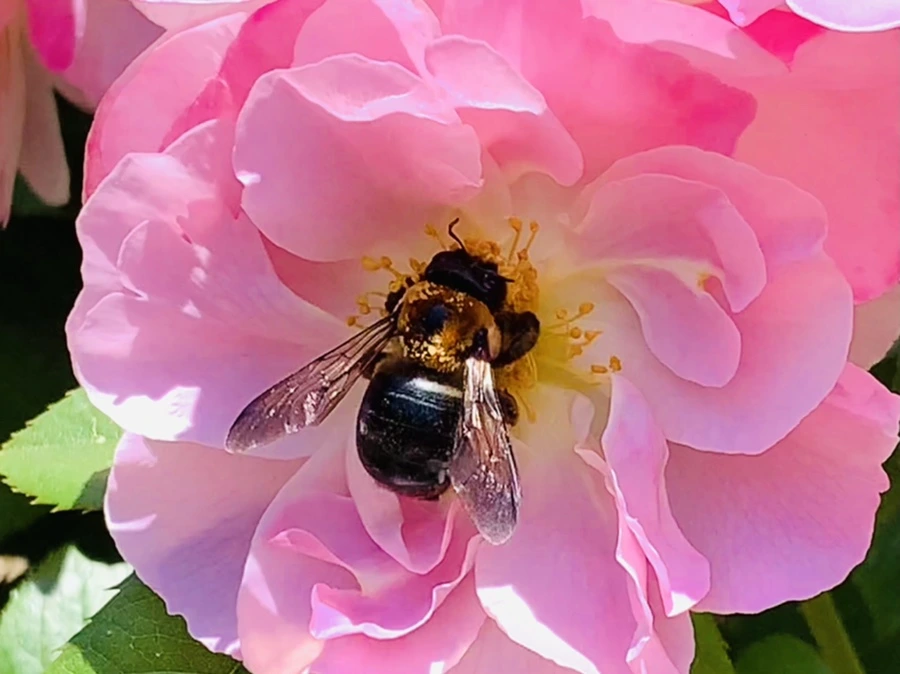 IMG_6768.jpg?type=w966