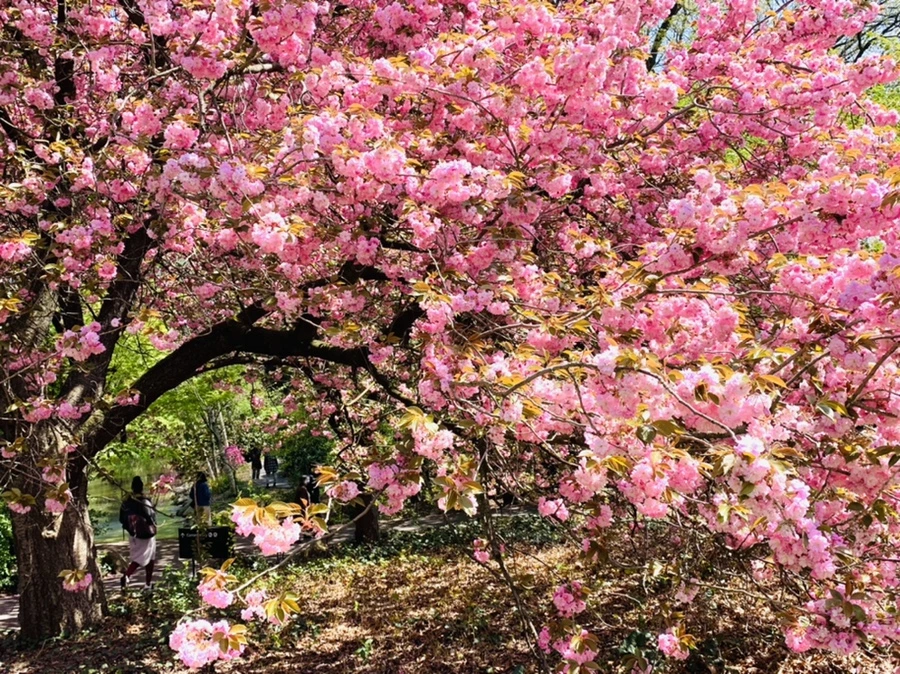 IMG_6390.jpg?type=w966