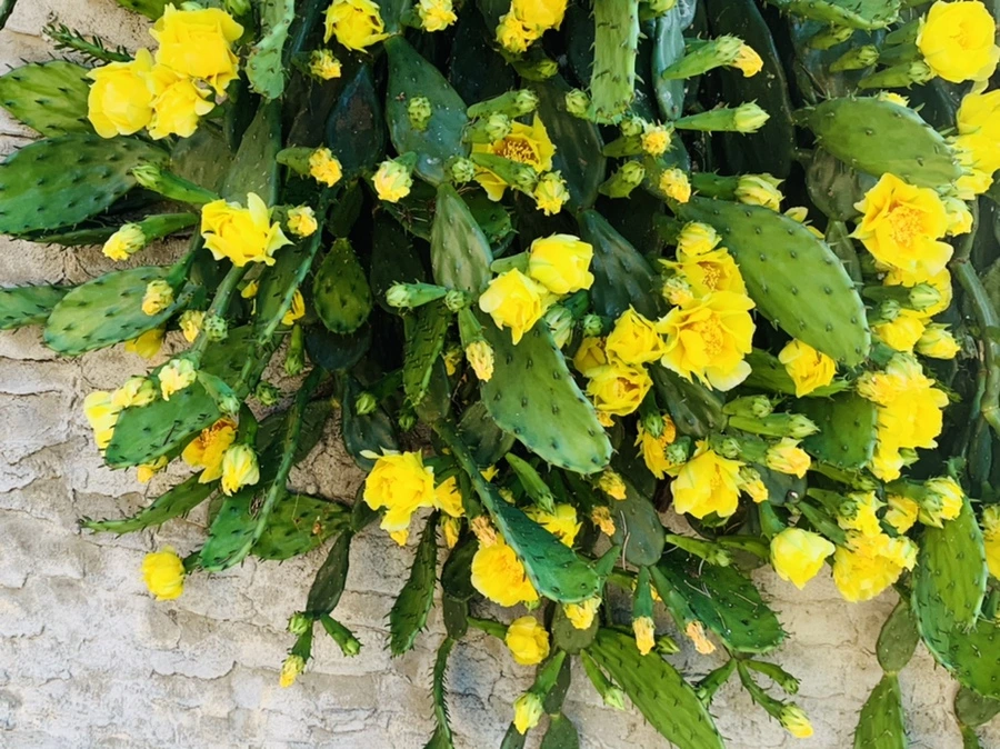 IMG_4327.jpg?type=w966