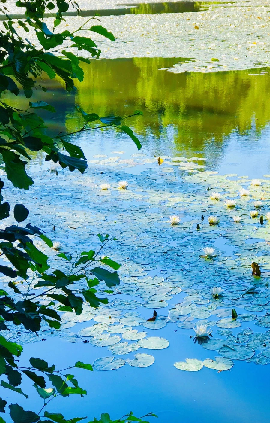 IMG_2289.jpg?type=w966