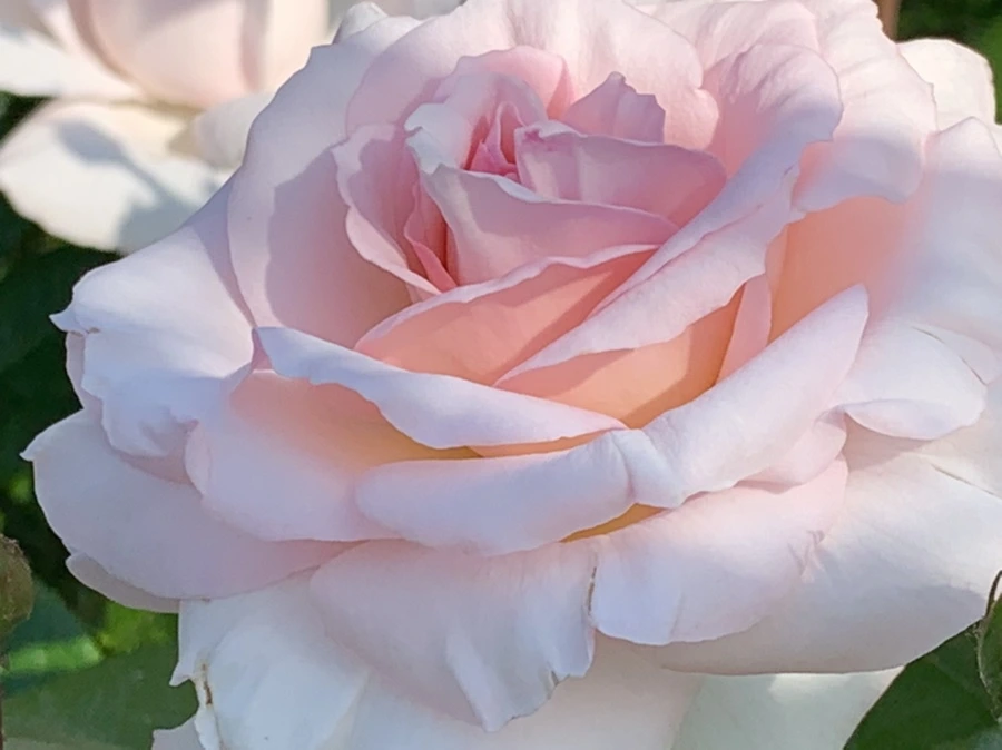 IMG_7551.jpg?type=w966