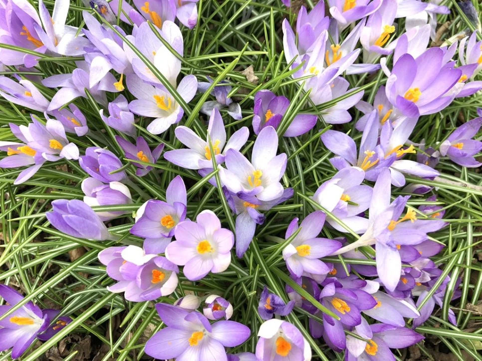 IMG_1983.jpg?type=w966