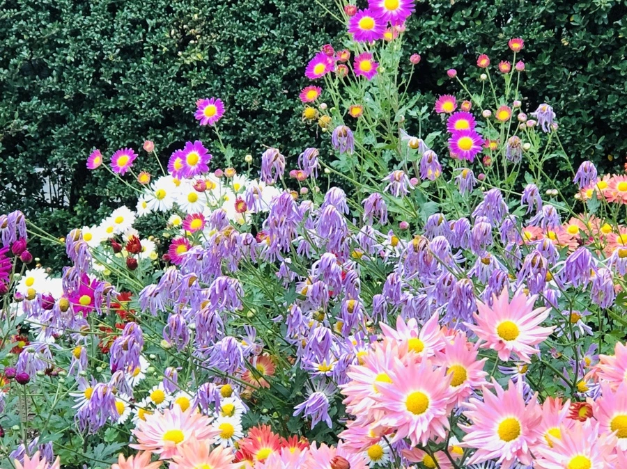 IMG_2657.jpg?type=w966