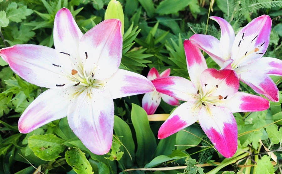 IMG_9386.jpg?type=w966