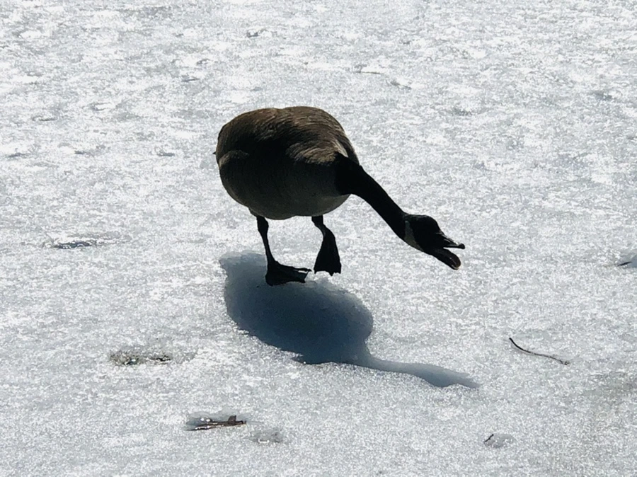 IMG_4514.jpg?type=w966