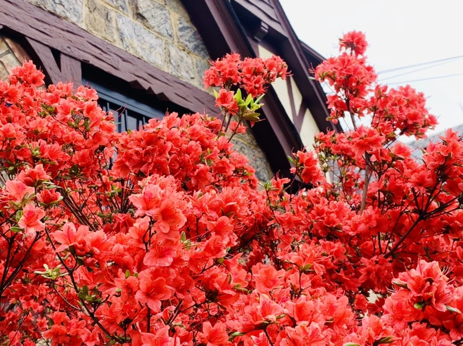 IMG_9558.jpg?type=w966