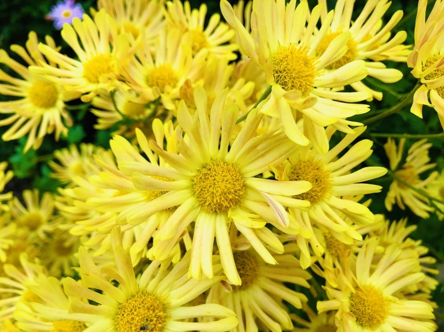 IMG_2646.jpg?type=w966