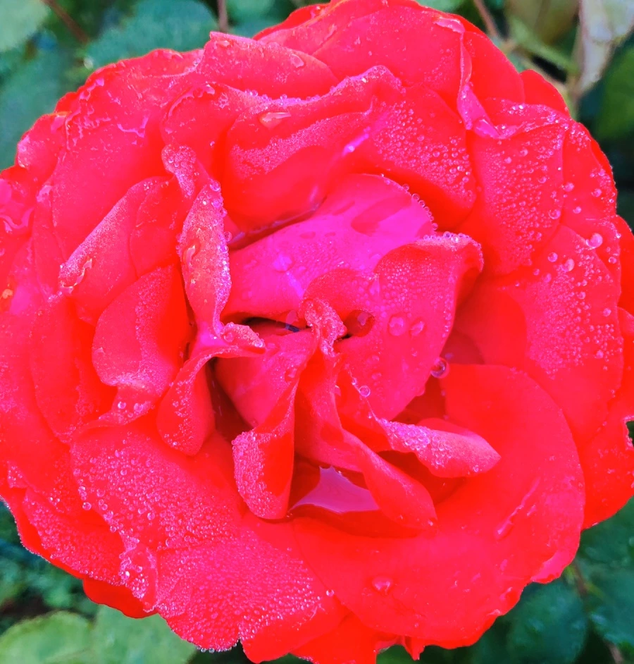 IMG_9041.jpg?type=w966