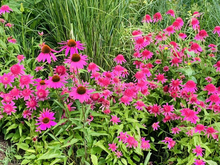 IMG_0583.jpg?type=w966