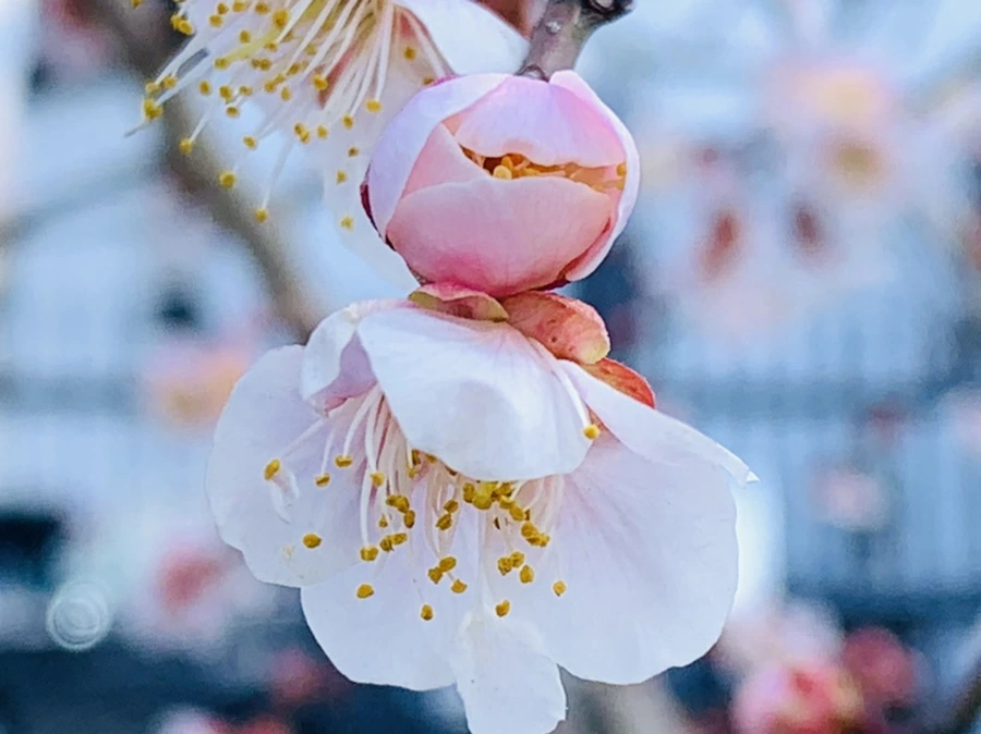 IMG_1018.jpg?type=w966