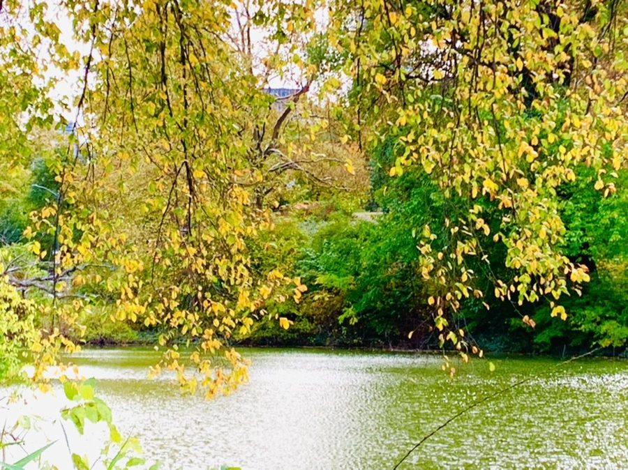 IMG_0190.jpg?type=w966