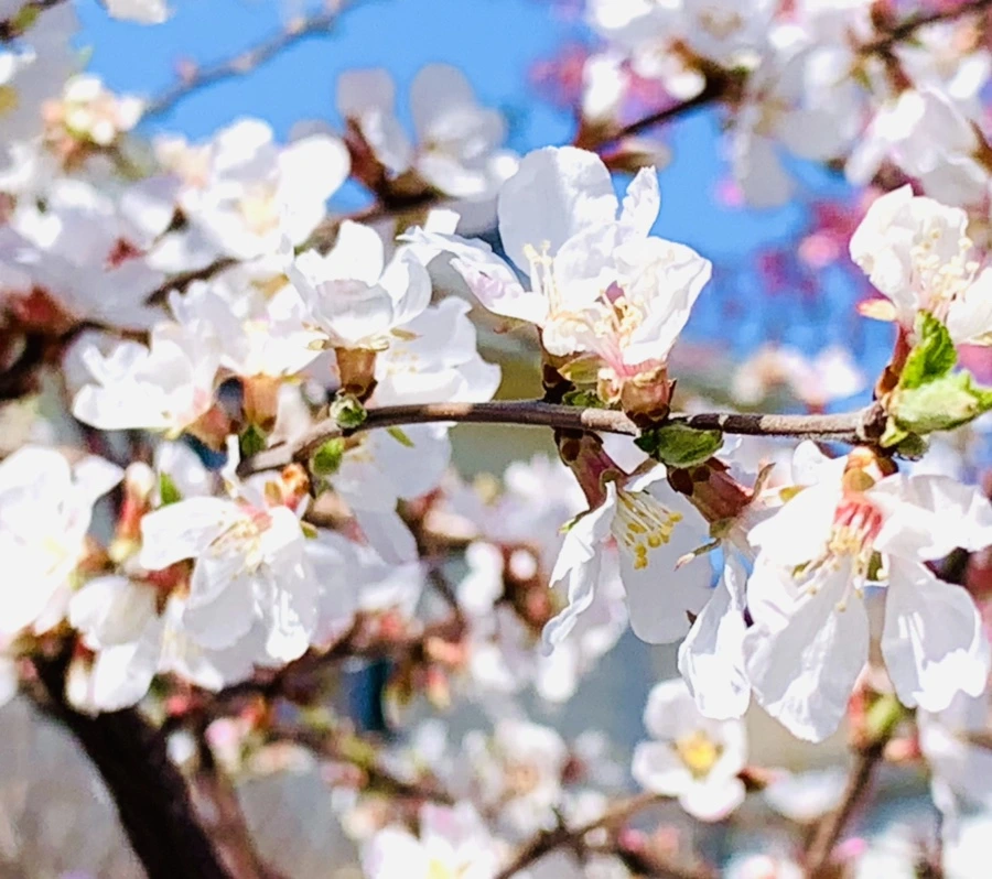 IMG_7650.jpg?type=w966