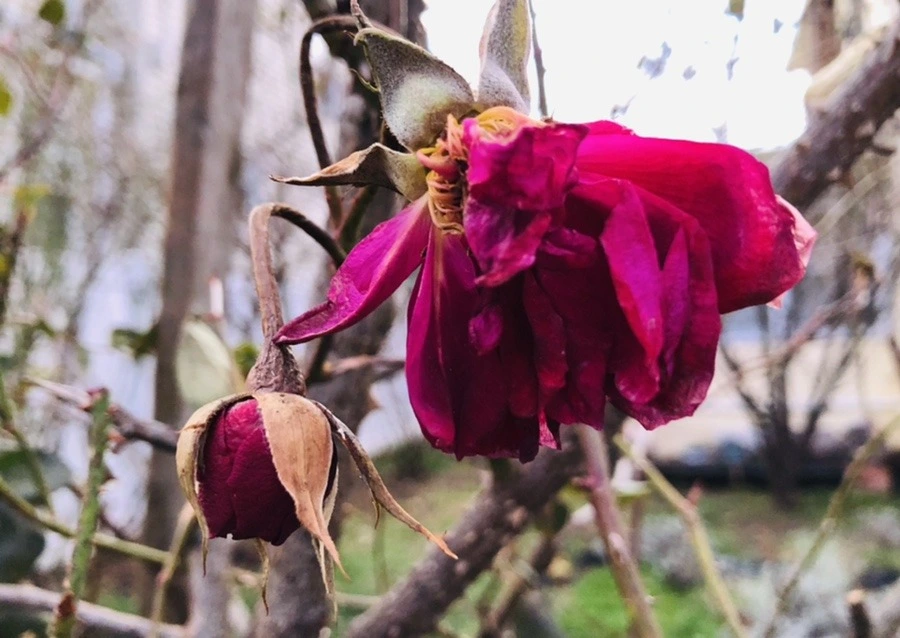 TFss9Bq1K3s5zT3f-IQFIeGPVm0