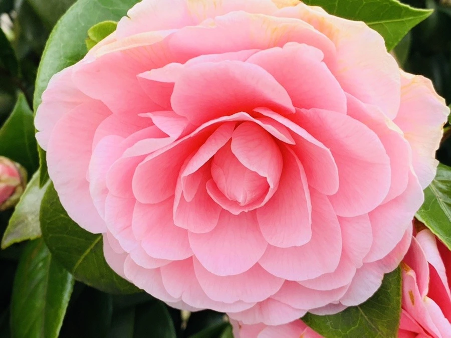 WxeAD38PSK2jBysl3uOTIQTu6B4